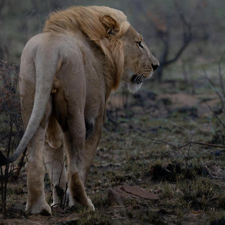 Sediba Luxury Safari Lodge Велгефонден Гейм Ризърв Екстериор снимка