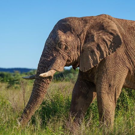 Sediba Luxury Safari Lodge Велгефонден Гейм Ризърв Екстериор снимка
