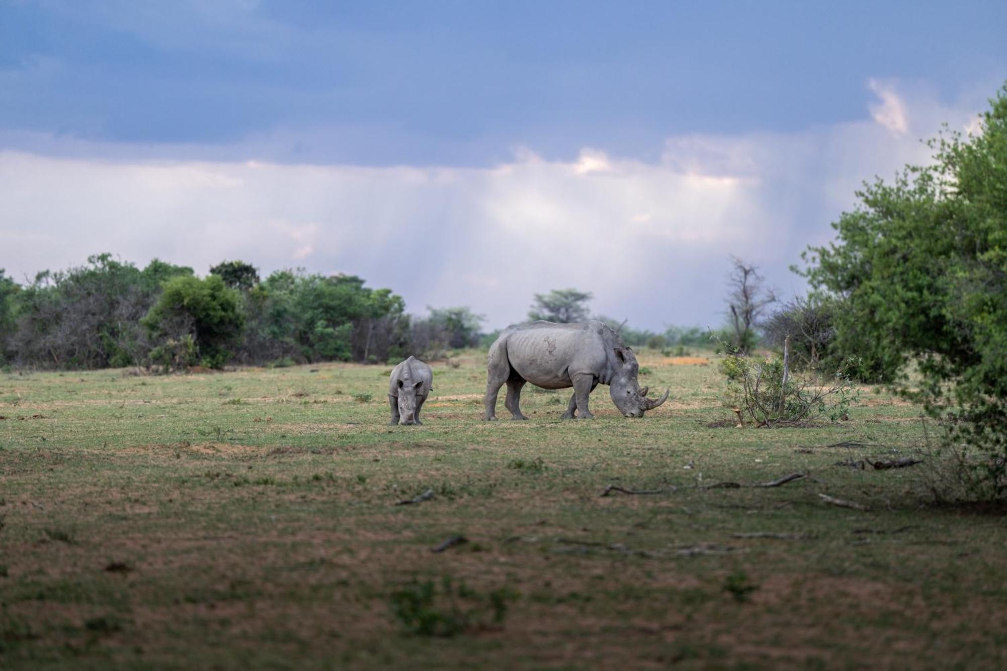 Sediba Luxury Safari Lodge Велгефонден Гейм Ризърв Екстериор снимка