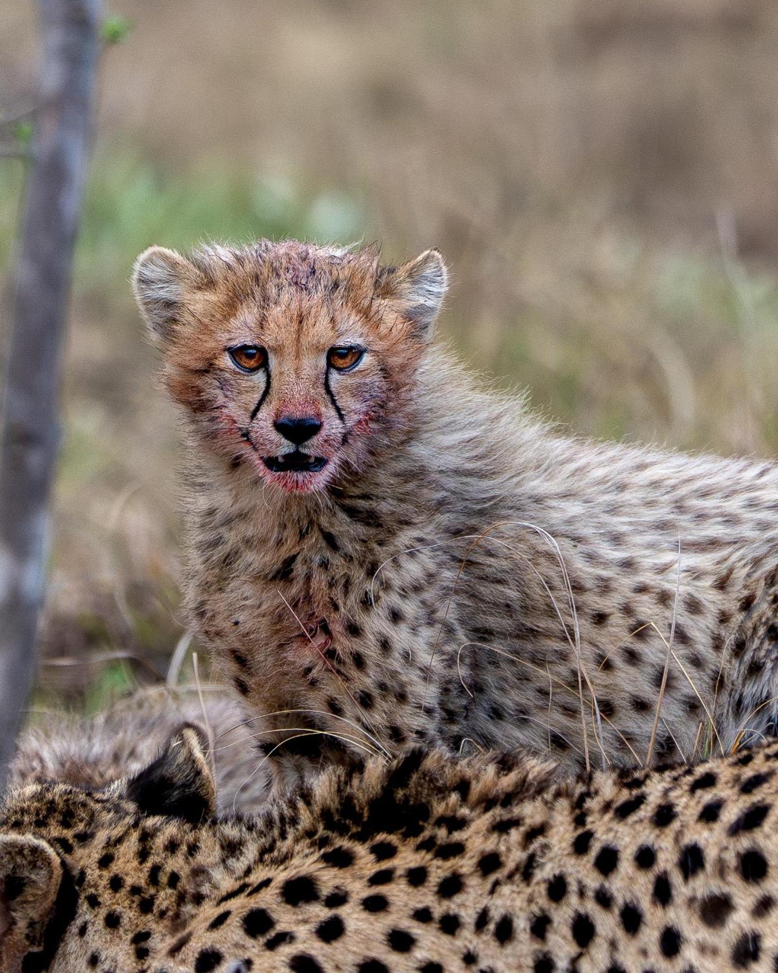 Sediba Luxury Safari Lodge Велгефонден Гейм Ризърв Екстериор снимка