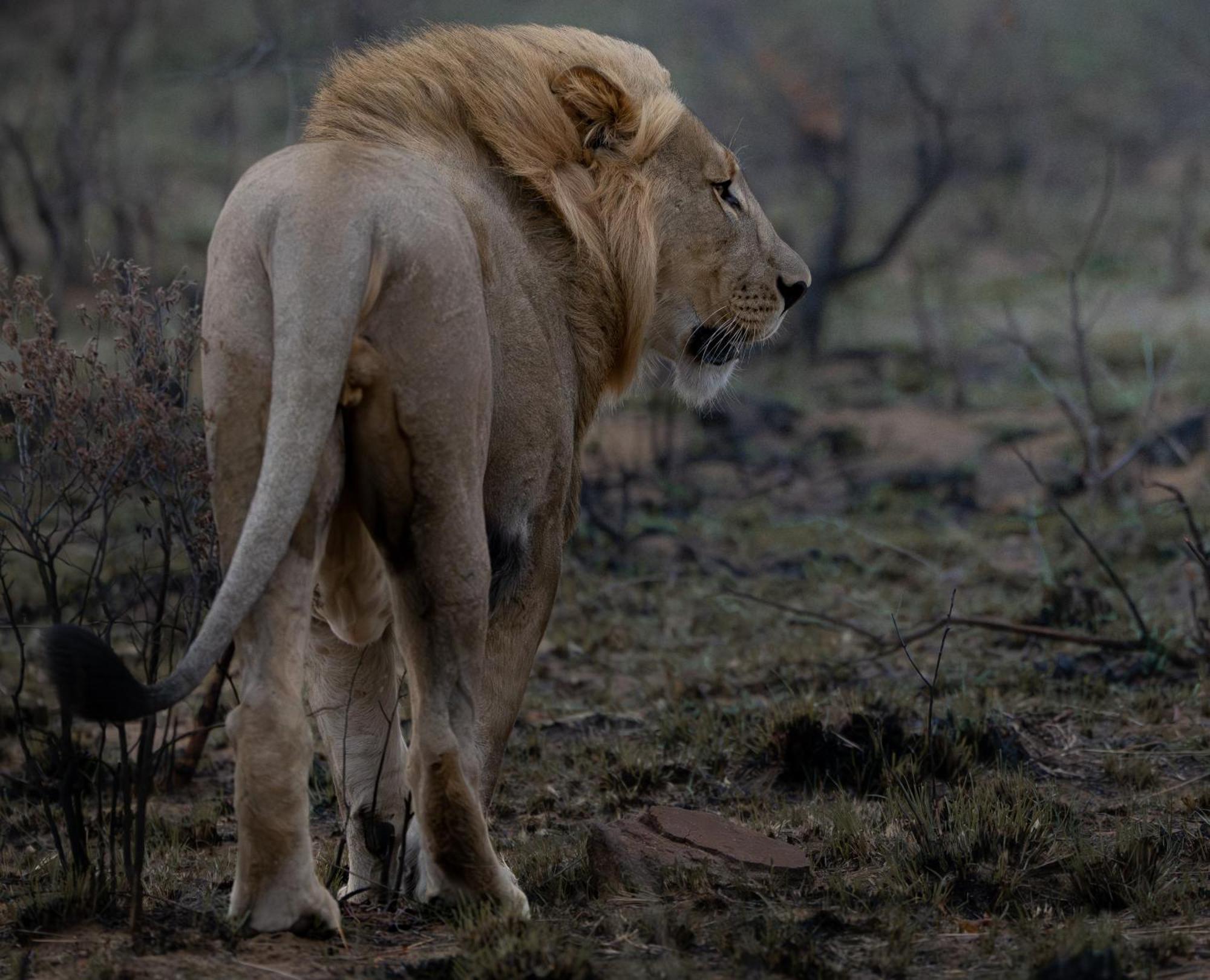 Sediba Luxury Safari Lodge Велгефонден Гейм Ризърв Екстериор снимка