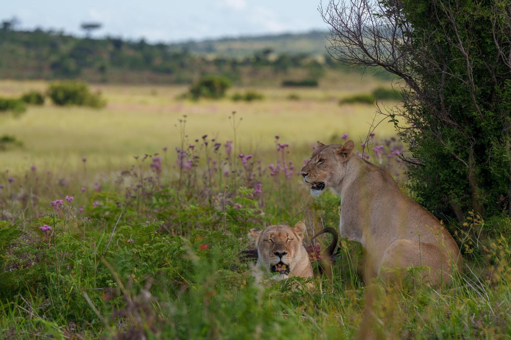 Sediba Luxury Safari Lodge Велгефонден Гейм Ризърв Екстериор снимка