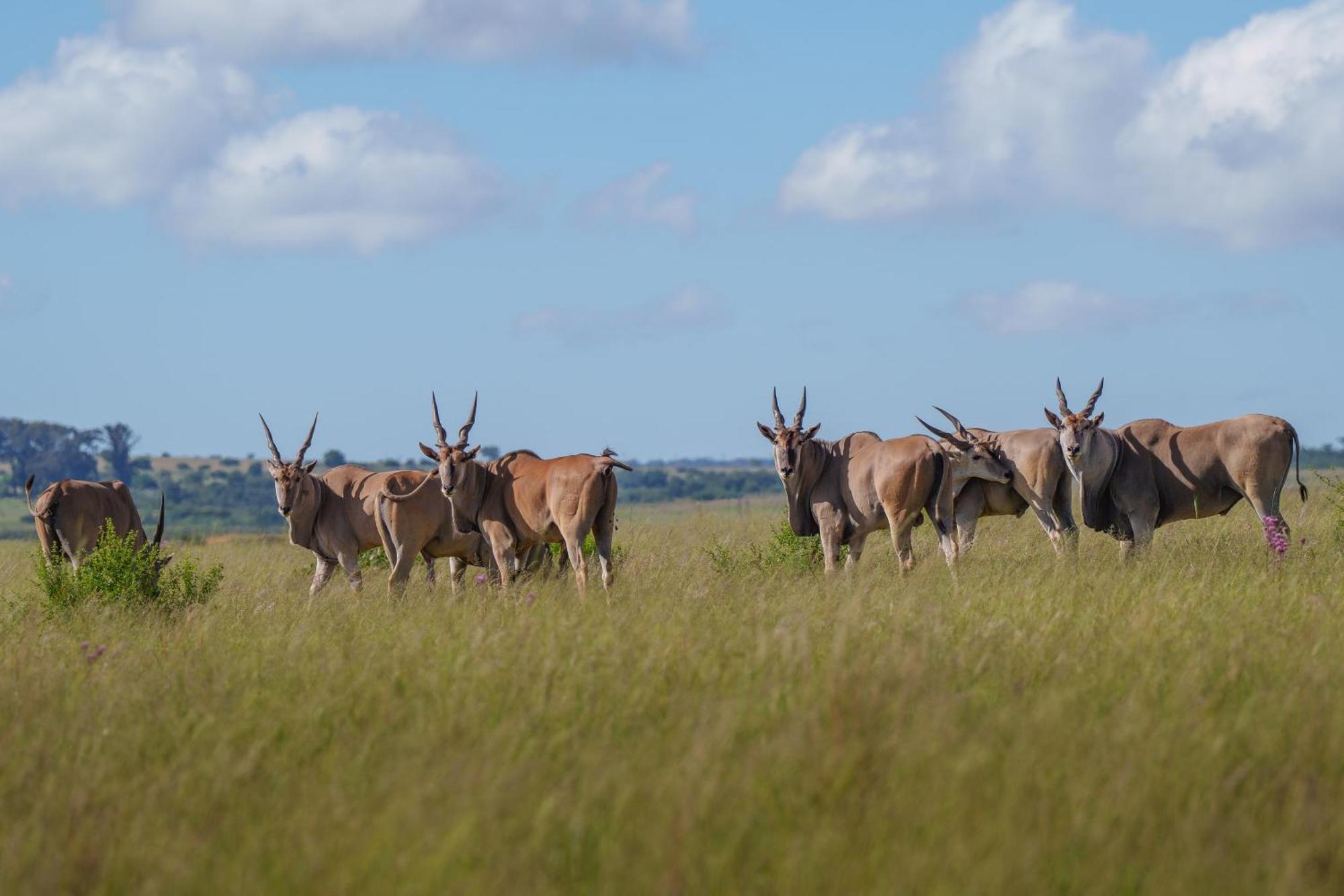 Sediba Luxury Safari Lodge Велгефонден Гейм Ризърв Екстериор снимка