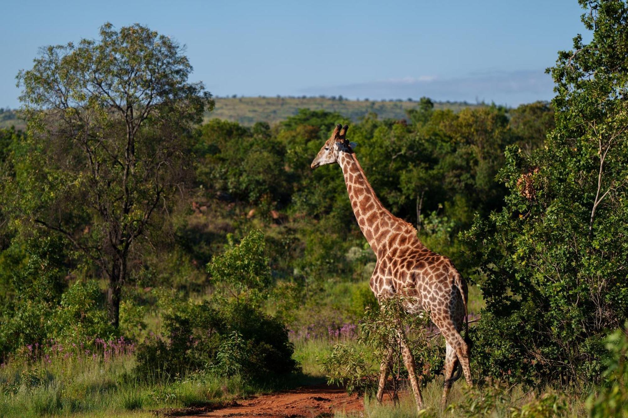 Sediba Luxury Safari Lodge Велгефонден Гейм Ризърв Екстериор снимка